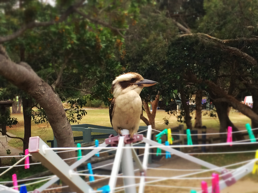 kookaburra